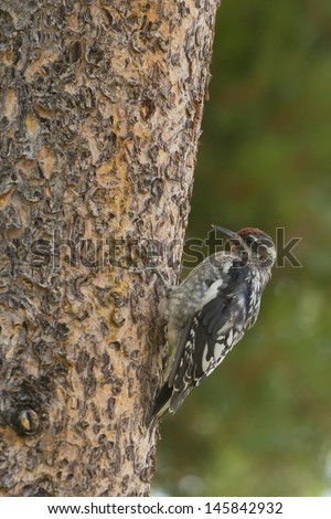 Isolated American Red woodpecker on a tree