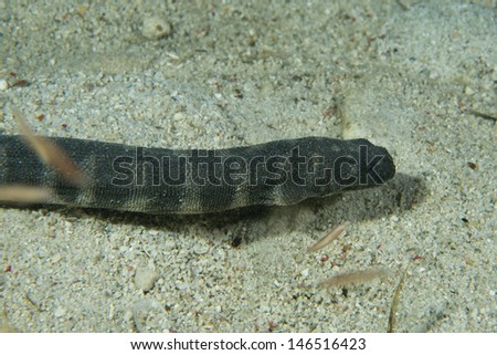 Poisonous black sea snake on sand underwater