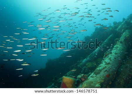Inside a school of fish over a ship wreck