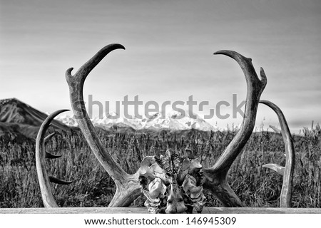 Alaska Denali Park Mc Kinley framed over elk deer horns in black and white