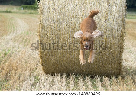 Dog puppy cocker spaniel jumping from hay and looking at you
