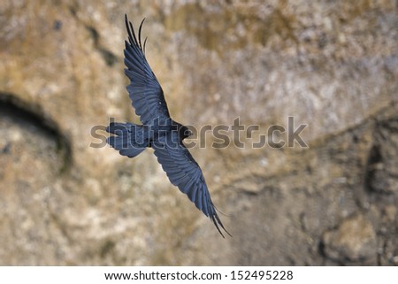 black crow while flying