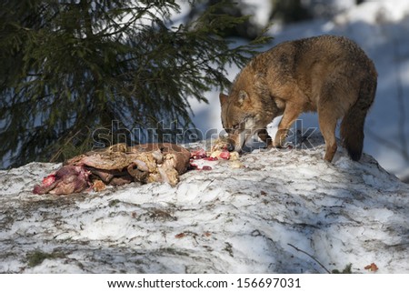 wolf while eating in the snow background
