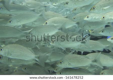 Inside a school of fish close up in the deep blue sea
