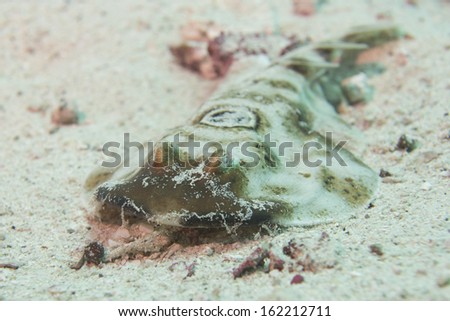 parsnip stingray fish on sand underwater