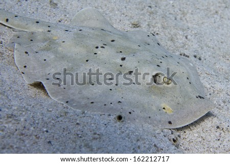parsnip stingray fish on sand underwater
