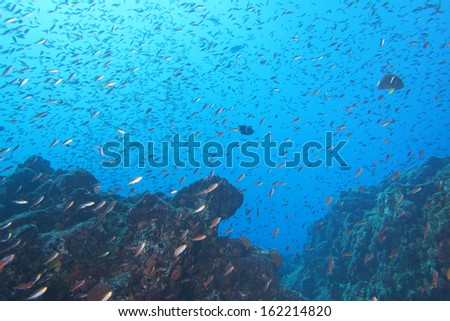 A school of fish underwater in the deep blue sea on the reef background