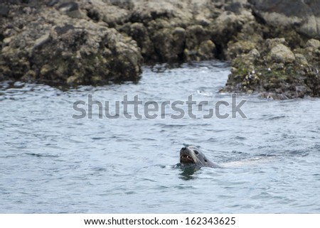 sea lion seals while swimming on heavy rain weather