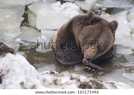 Black bear brown grizzly playing in the ice water
