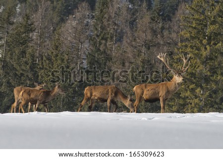 Deer Family in snow and forest background
