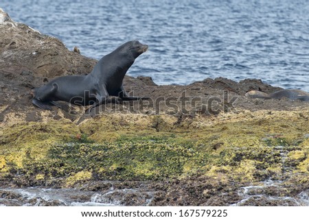 male sea lion seal while relaxing on rocks