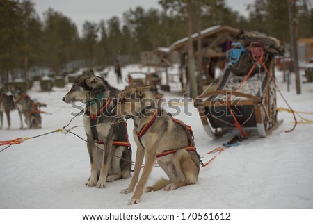 sledding with husky dogs in lapland