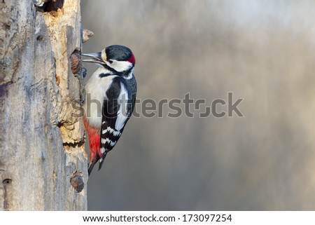 Red woodpecker while eating a nut