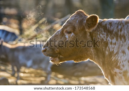 A cow portrait while breathing