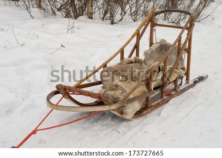 isolated sled while sledding with husky dogs in lapland in winter snow time