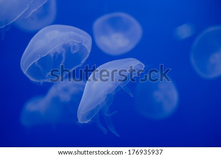 Jellyfish in the deep blue background