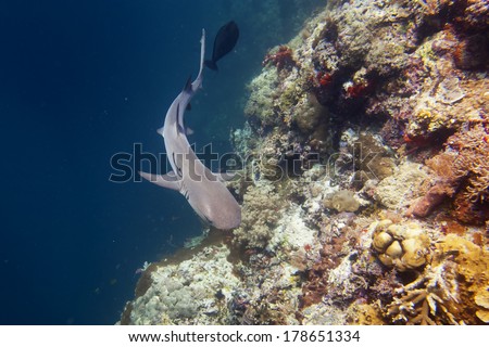 Reef shark jaws ready to attack underwater close up portrait