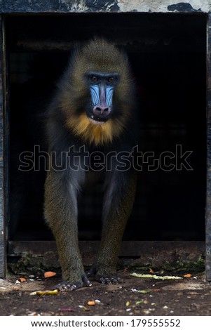 Mandrill Monkey close up portrait