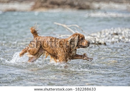 English cocker spaniel while playing in the river