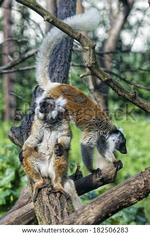 lemur monkey portrait in yoga position