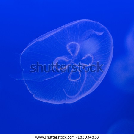 Jellyfish in the deep blue background