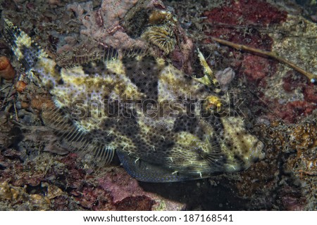 triggerfish underwater while diving in Lembeh Indonesia