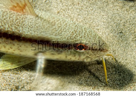 White mullet underwater close up portrait while digging sand for food