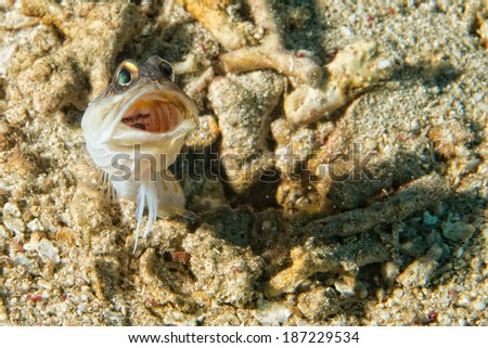 Goby fish close up portrait while scuba diving