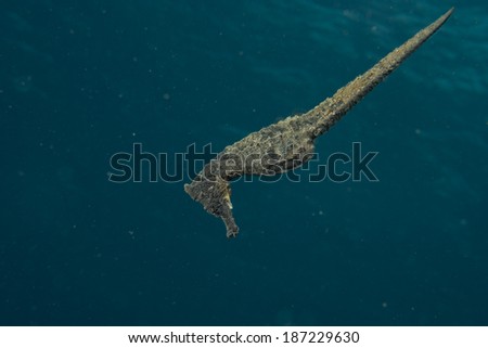 Black sea horse looking at you in Siladen Indonesia