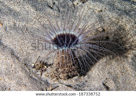 A ceriantus underwater sea yellow flower worm in Cebu Philippines