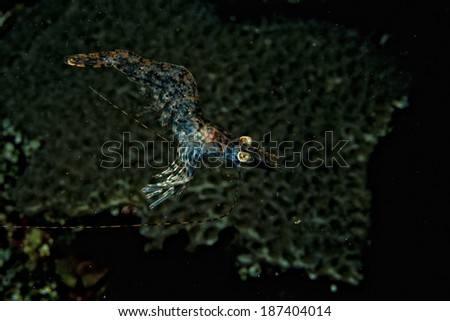 A transparent shrimp on the black background while night diving