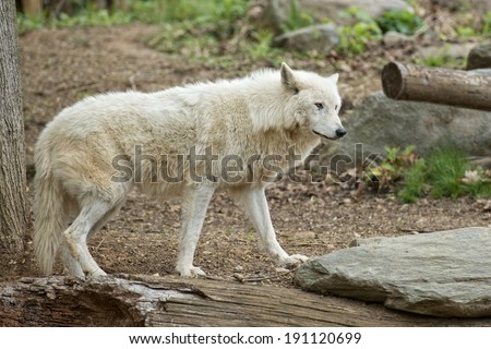 white wolf close up portrait