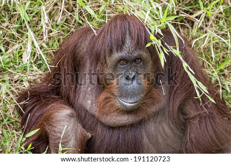 orangutan portrait while looking at yuo