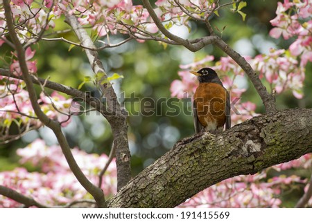 Portrait of american robin on pink cherry blossom background