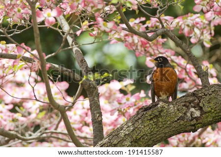 Portrait of american robin on pink cherry blossom background