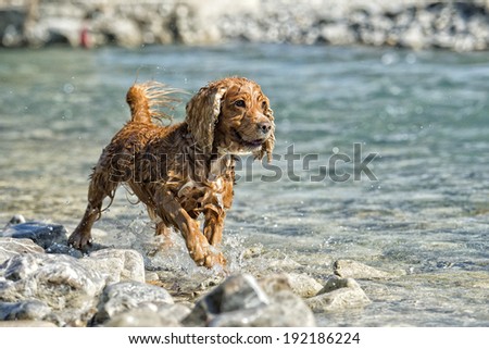 dog cocker spaniel while running to you in the water