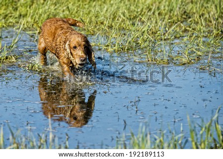 cocker spaniel while running to you in the water