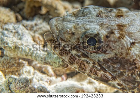 Lizard fish portrait while diving in Indonesia