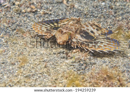 Dactylopterus volitans flying fish on black lembeh sand background