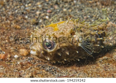 Yellow young puffer fish portrait while diving in indonesia