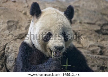 giant panda while eating bamboo close up portrait