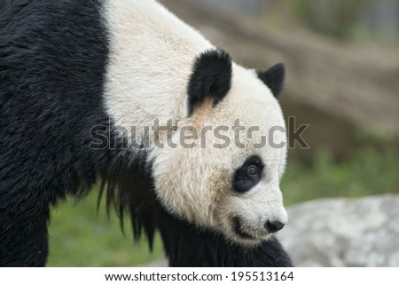 giant panda while coming to you close up portrait