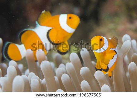 Clown fish while looking at you from anemone while diving in Indonesia