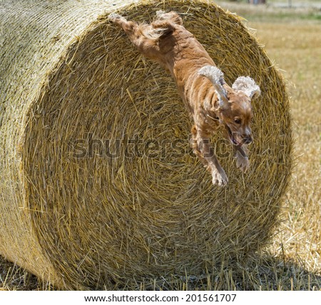 Dog puppy cocker spaniel jumping from wheat mature field and looking at you