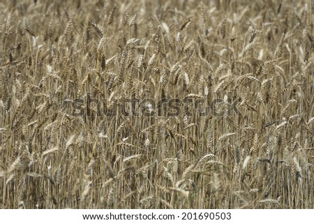 Mature Grain wheat field in summer time