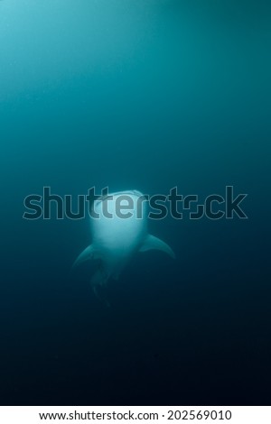 Whale Shark underwater with big open mouth jaws while eating