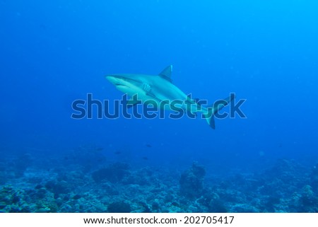 Shark jaws ready to attack underwater close up portrait on the reef background