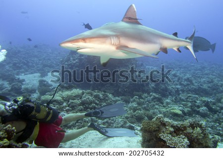 Shark ready to attack a scuba diver
