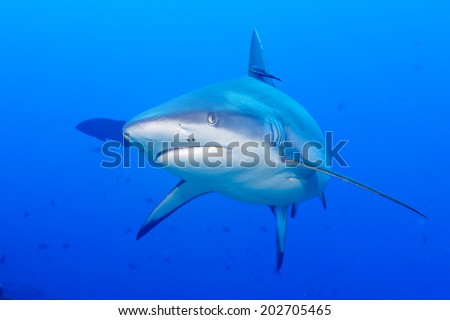 Shark jaws ready to attack underwater close up portrait
