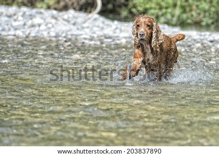 Happy english cocker spaniel while playing in the river